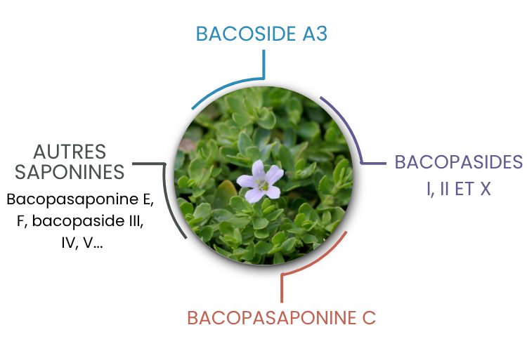 Différentes familles de composants de la bacopa monnieri